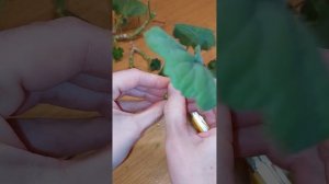 черенкование пеларгонии. Какие черенки лучше укоренять, а какие будут дольше расти и укореняться.