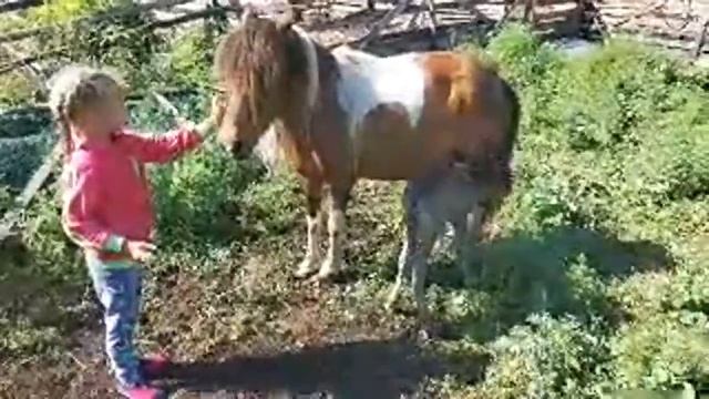 Новорожденный пони смотреть онлайн