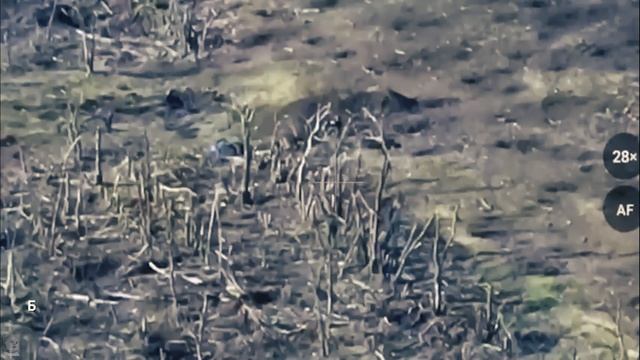 Бой в Клещеевке штурмовой отряд спецназа «Ахмат» и 1-й бат. 4-й бр. ВС РФ громят ВСУ смотреть онлайн