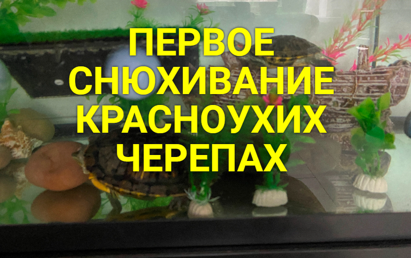 Каждой Твари по ПАРЕ смотреть онлайн