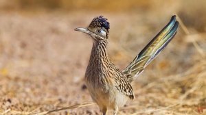 Кукушка калифорнийская (лат.  Geococcyx californianus)