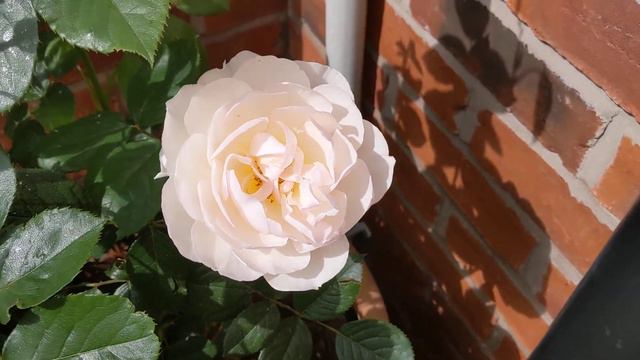 The Shepherdess rose. смотреть онлайн