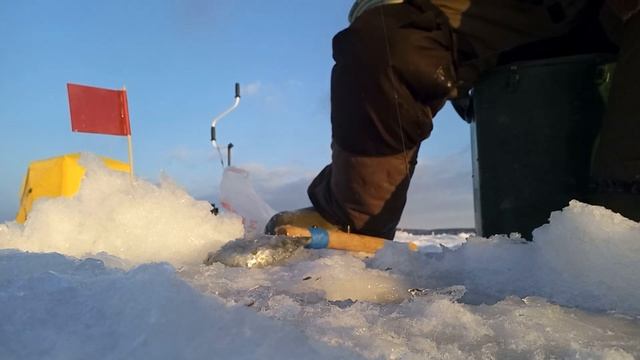 Белоярские "Батоны". Ну или просто плотва на мормышку. смотреть онлайн