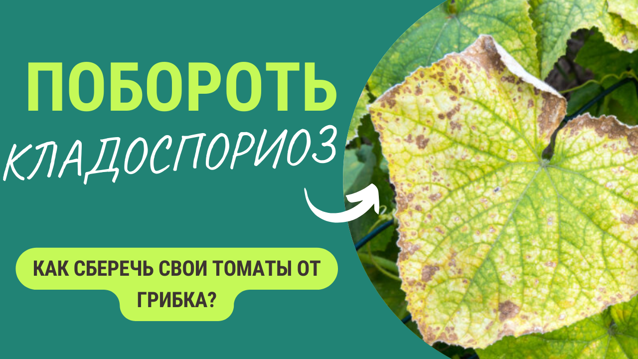 Страшная напасть для томатов – кладоспориоз😱. Что делать, как побороть? смотреть онлайн