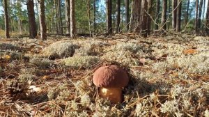 ВСЕ ВИДЫ БОРОВИКОВ 2020 ! БЕЛЫЕ ГРИБЫ И БОРОВИКИ КРАСАВЦЫ ! ВЫ ТОЛЬКО ПОСМОТРИТЕ !