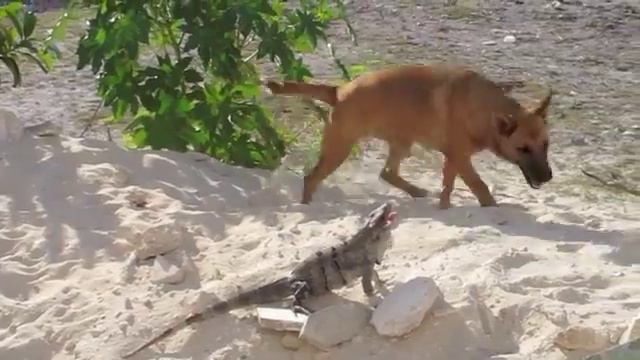 Iguana vs Dog смотреть онлайн