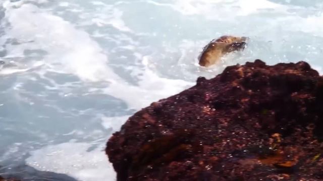РЕПТИЛИЯ ПОХОЖАЯ НА ГОДЗИЛЛУ. МОРСКАЯ ИГУАНА С ГАЛАПАГОССКИХ ОСТРОВОВ смотреть онлайн