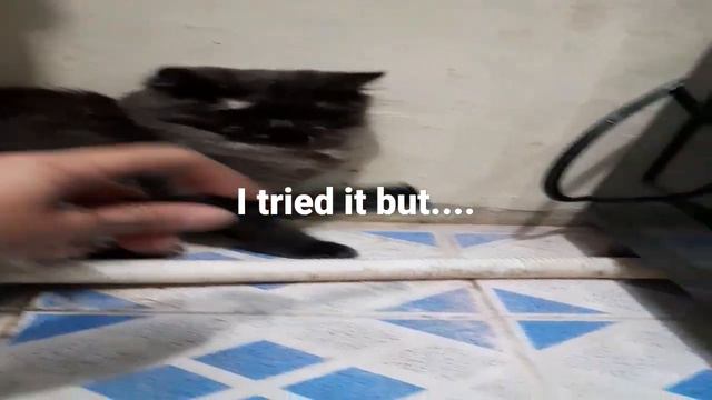 CAT REACTS TO COMB sound. смотреть онлайн