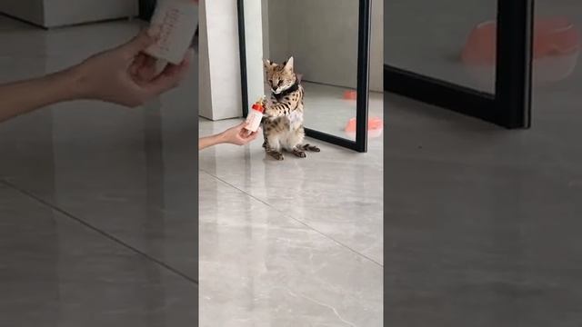 КОШКЕ ПЕРВЫЙ РАЗ ОДЕЛИ ОШЕЙНИК! ДЕРЗКАЯ САВАННА! смотреть онлайн
