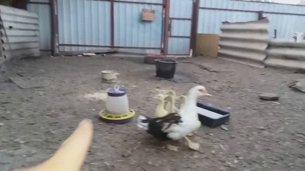Индоутка с гусятами /musk duck with goslings