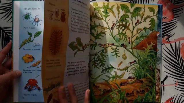 Фридерун Райхенштетер "Где живёт муравьишка" смотреть онлайн