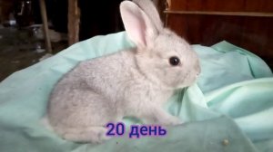 Как растёт крольчонок с 1дня по 34 день
