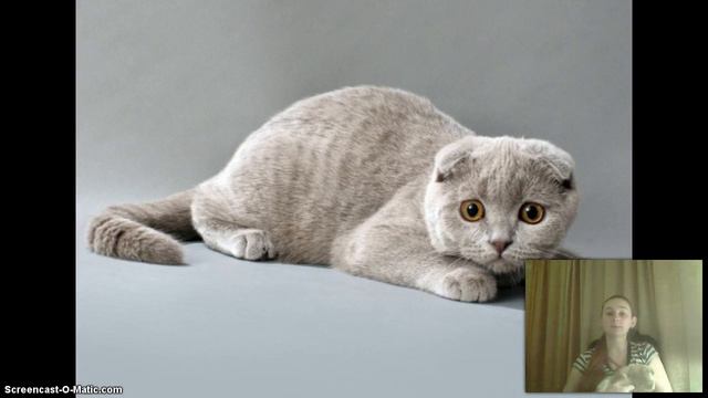 My Screencast смотреть онлайн