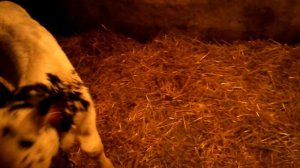 Телята день второй.Простуда у теленка.Дегельминтизация телят.Витамины для телят