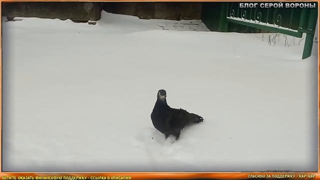 Голубь Геннадий улетел? История выпуска голубя на волю после лечения смотреть онлайн