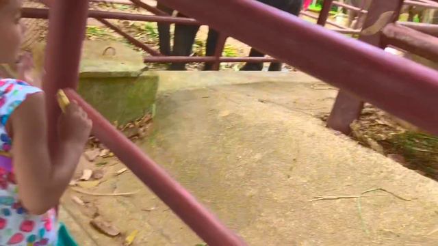 Беби Бон и Вика кормят слона и катаются на слоне смотреть онлайн