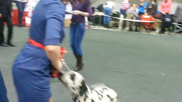 26/04/2015. Н.Новгород. Монопородка далматины. Сравнение на ЛПП