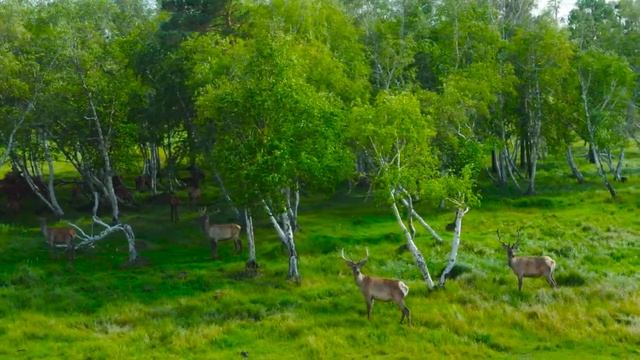 Музыка для успокоения нервов ? Исцеляющая музыка для сердца и аутизма, музыка для души смотреть онлайн