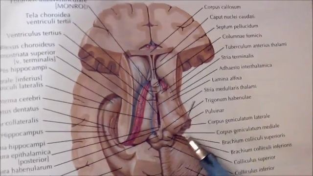 4 10 Промежуточный мозг смотреть онлайн