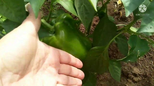 Я расстроена ? сломалась морозилка! В сезон заготовок! смотреть онлайн