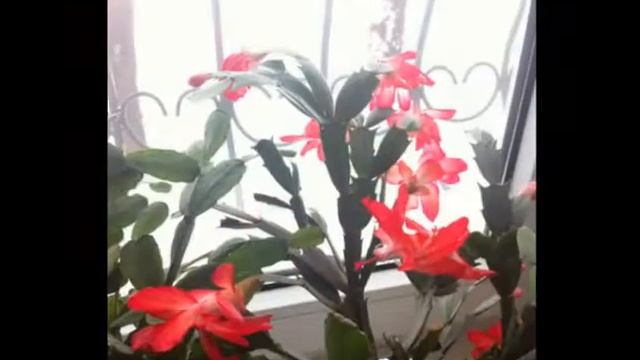My Schlumbergera in Bloom (past photos) // Как цвела моя Шлюмбергера смотреть онлайн