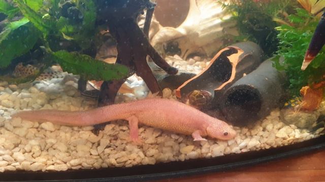 Донный мир и ампулярия смотреть онлайн