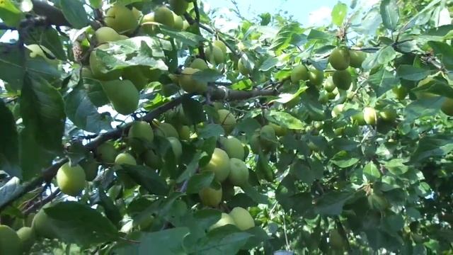 КОГДА ПОСПЕВАЕТ ЖОЛТАЯ СЛИВА!!! смотреть онлайн