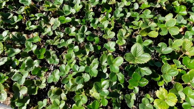 14.07 летние работы, кассетная рассада смотреть онлайн