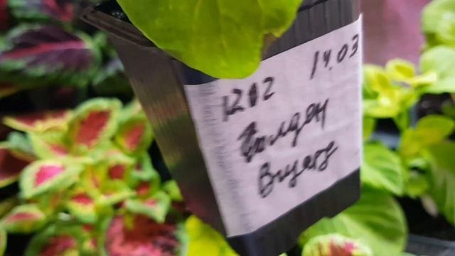 Колеус /Колеус из семян /Колеус серии Визарт, Конг и другие