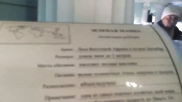 Зелёная мамба // Одна из самых опасных змей мира смотреть онлайн