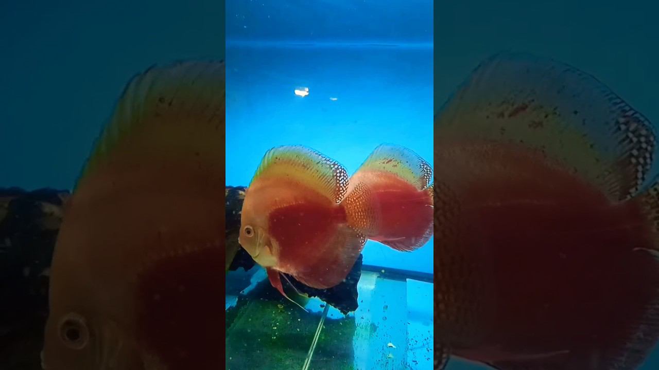 Чую скоро будем сажать на нерест #aquarium #аквариум #discus #дискусы #аквариумныерыбки #shorts смотреть онлайн