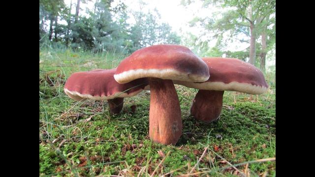 Tylopilus badiceps смотреть онлайн