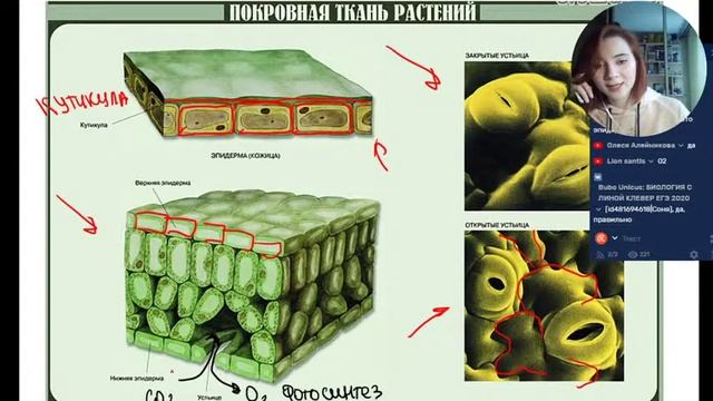Ткани растений | БИОЛОГИЯ ЕГЭ | Лина Клевер смотреть онлайн