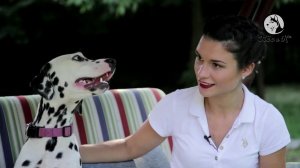 Такая порода. Далматин