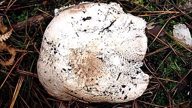 bolets, rovelló, camperol, apagallums смотреть онлайн