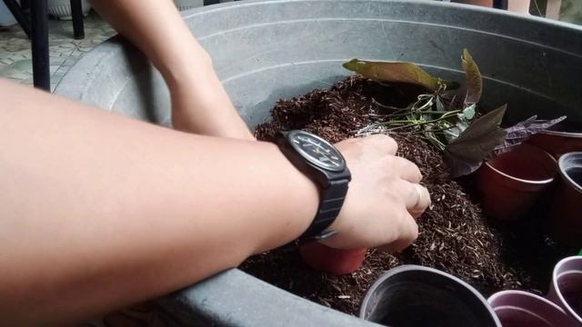 HOW TO PROPAGATE DUCKFEET? TIPS FOR SUCCESSFUL PROPAGATION @MommyLhynsAdventure смотреть онлайн