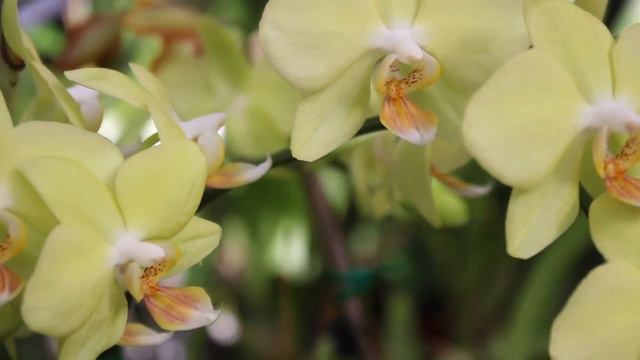 PT. 1 Tom Ritter's Nursery Tour & Mega Haul смотреть онлайн