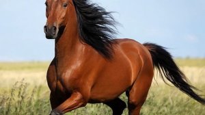 Мое детство - красный конь