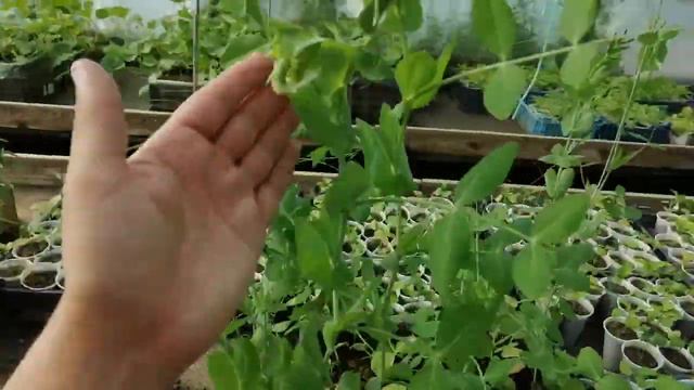 Теплица. Эксперимент с овощными культурами ч.2 смотреть онлайн