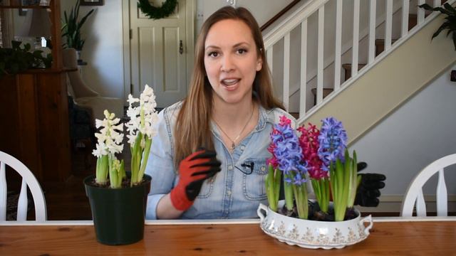 How to Force Hyacinths in Water and Soil // Forcing Hyacinth Bulbs Indoors // Northlawn Flower Farm смотреть онлайн