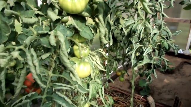 «Урожайная теплица» участник – Павел Стариков смотреть онлайн