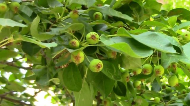 Обычное Июньское Утро в парке пос Васильево.Татарстан. смотреть онлайн