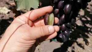 Ранние и ранне -средние сорта винограда .Часть 8: Журавлёнок , Божий дар ,Эверест , Дарвика ,Маруся