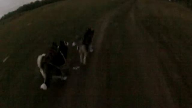Хаски (Наша упряжка 5) смотреть онлайн