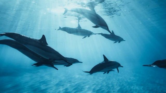 Dolphin Therapy - Dolphin Sounds | Дельфинотерапия - звуки дельфина | Дельфины | Dolphins