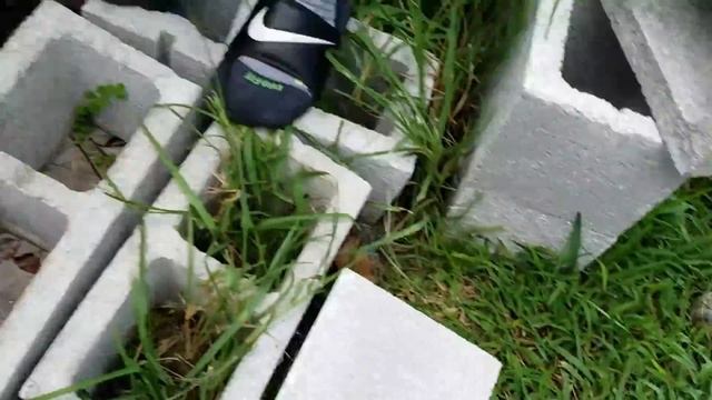 RARE GIANT TIGER FISH CAUGHT in CITY! смотреть онлайн