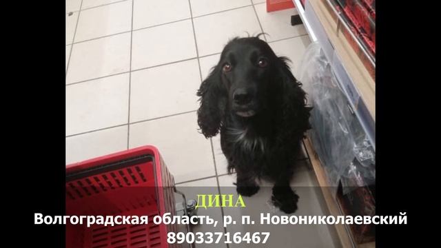 ДОМА! ДИНА. Спаннель. Волгоградская область, р. п. Новониколаевский смотреть онлайн