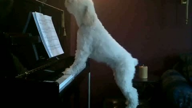 Собачий блюз / www.kengarags.ru смотреть онлайн