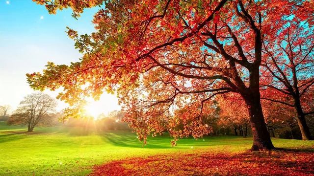 Самая красивая мелодия на свете! Эту музыку можно слушать вечно! красивая музыка Сергей Грищук