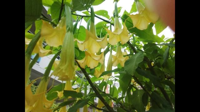 Иван — крестьянский сын и чудо юдо смотреть онлайн